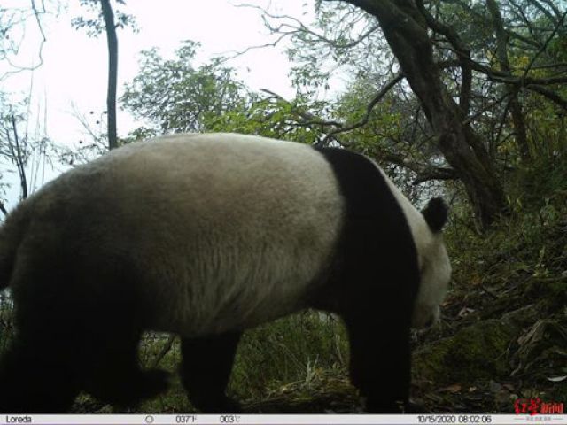 Panda Raksasa Liar Tertangkap Kamera Inframerah di Sichuan-Image-1
