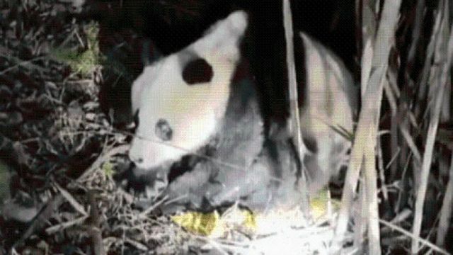 Biro Kehutanan Baoxing: Hidung Meler dan Parasit Merupakan Gejala dari Panda Raksasa Liar-Image-1