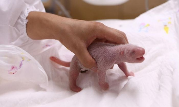 Bayi Baru Panda Asal Tiongkok Berhasil Lahir di Korea Selatan-Image-1