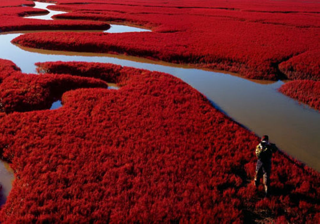 Ini Dia Pantai di China yang Menjadi Merah Setiap Oktober-Image-1