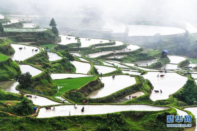 POTRET: Bertani dengan Ribuan Ternak di Guizhou-Image-2