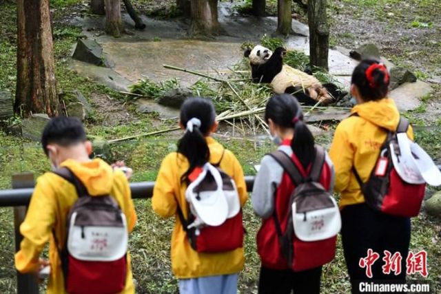 Gembiranya Anak SD Taiwan Lihat Panda Beneran-Image-1