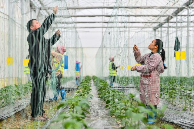 POTRET: Pasangan di China yang Beralih dari Pekerja Migran Menjadi Petani Profesional-Image-2