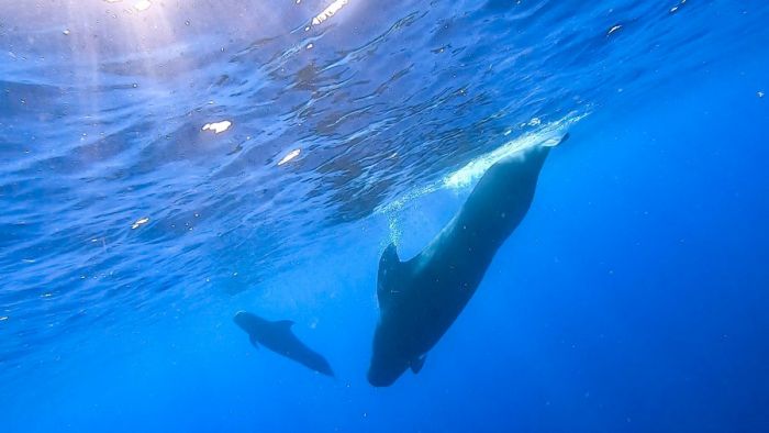 11 Spesies Paus Ditemukan Selama Ekspedisi Laut Dalam-Image-3