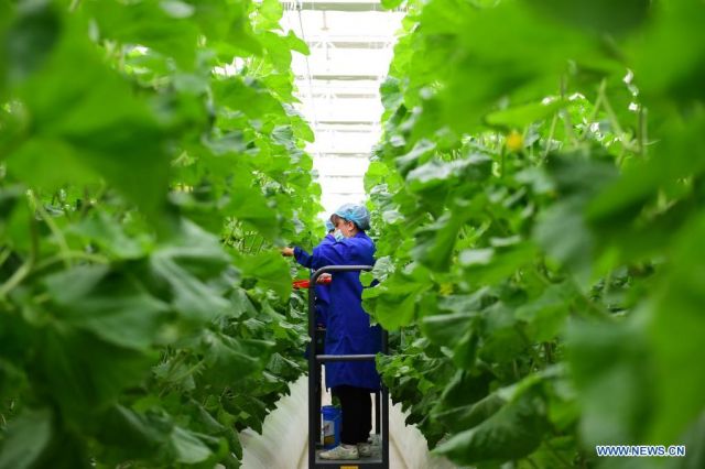 POTRET : Orang-orang yang Bekerja di Kawasan Industri Sayuran Modern Xinjiang-Image-3