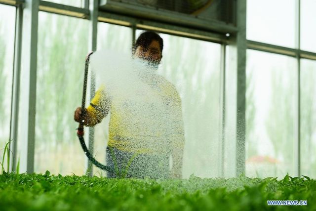 POTRET : Orang-orang yang Bekerja di Kawasan Industri Sayuran Modern Xinjiang-Image-1