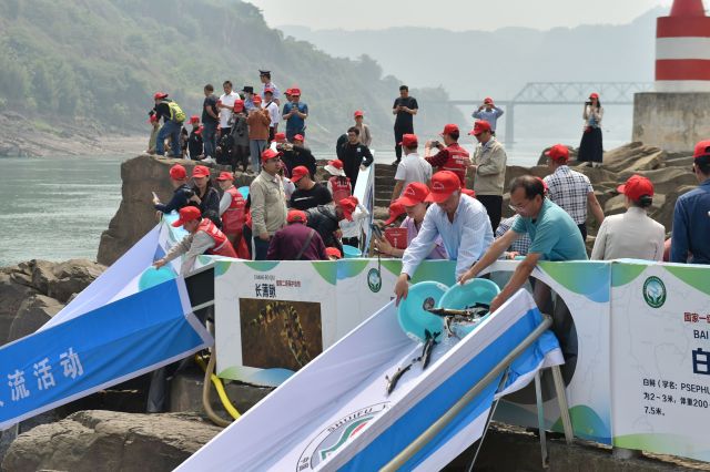 Sebanyak 233.000 Ikan Langka dan Endemik Dilepaskan ke Sungai Yangtze-Image-1