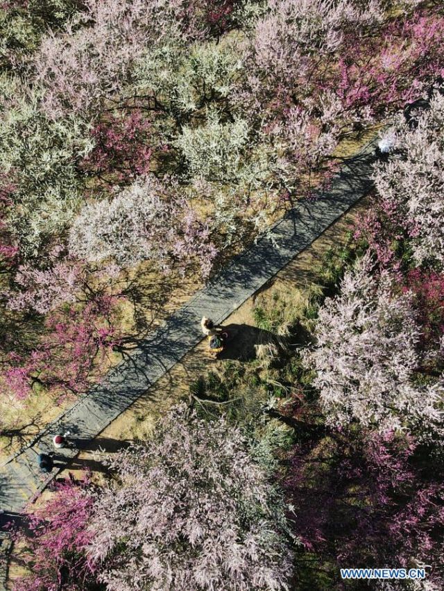 POTRET: Pemadangan Bunga Musim Semi di Seluruh China-Image-3