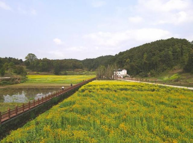 350 Hektar Lahan Bunga Canola di Chongqing Dibuka Untuk Umum-Image-1