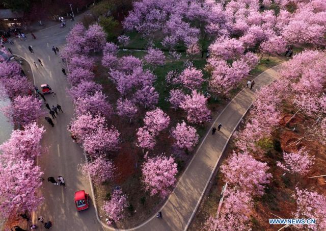 POTRET: Pemadangan Bunga Musim Semi di Seluruh China-Image-6