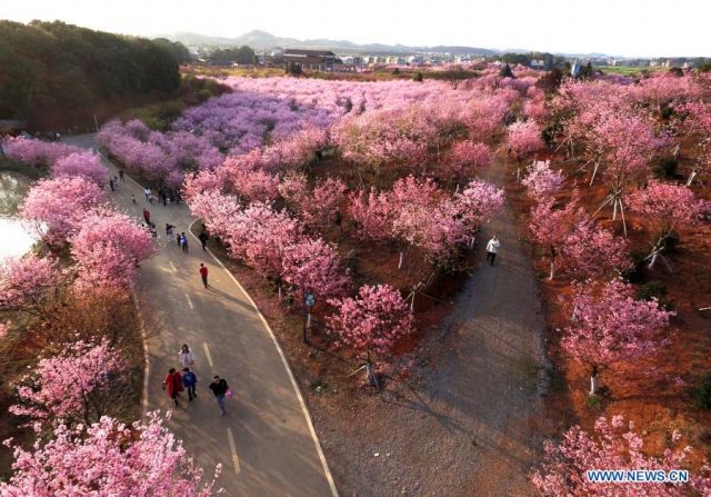 POTRET: Pemadangan Bunga Musim Semi di Seluruh China-Image-4