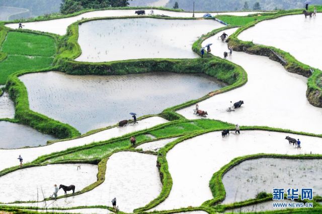 POTRET: Bertani dengan Ribuan Ternak di Guizhou-Image-4