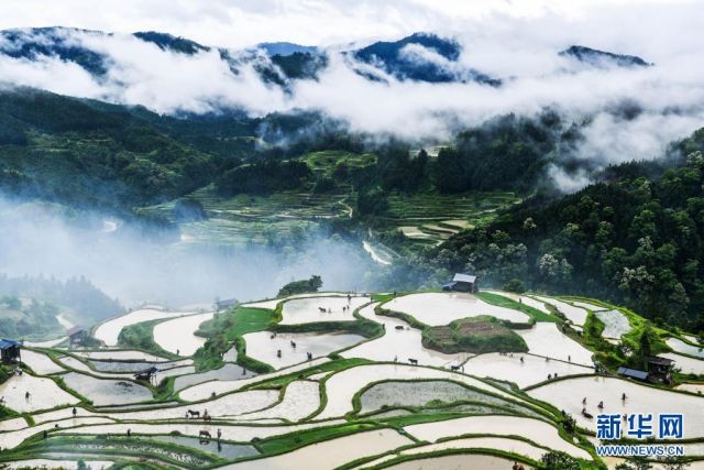 POTRET: Bertani dengan Ribuan Ternak di Guizhou-Image-3