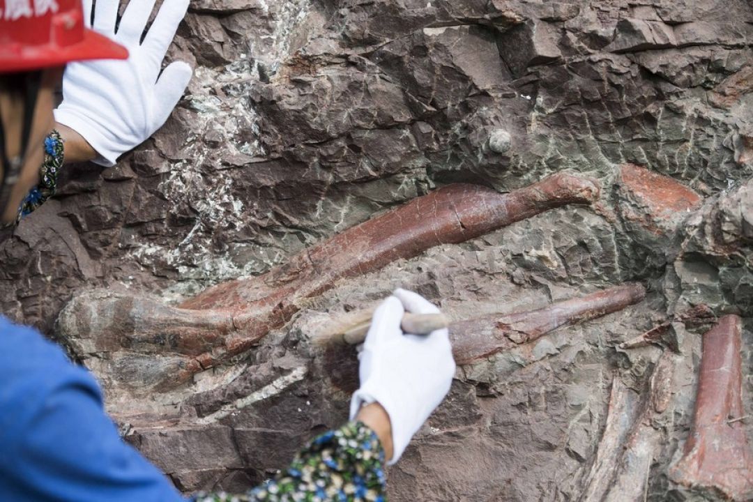 Fosil Stegosaurus Spesies Baru Berusia 169 Juta Tahun Ditemukan di China-Image-1