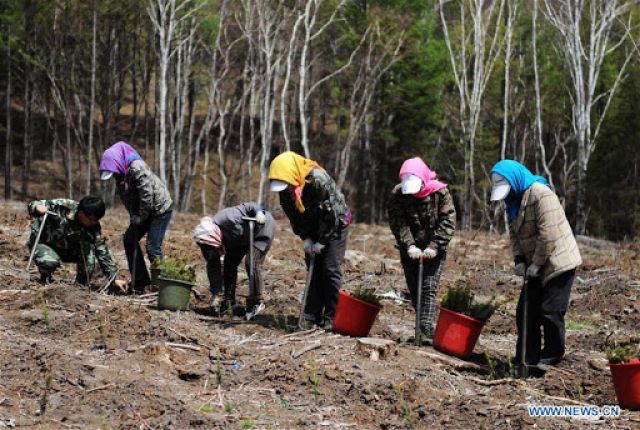 China Perbaiki Hutan di Heliongjiang-Image-1