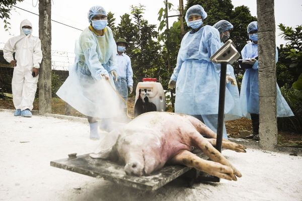 Akibat Demam Babi Afrika, Eksportir Daging Babi Untung Besar Karena Tiongkok-Image-1