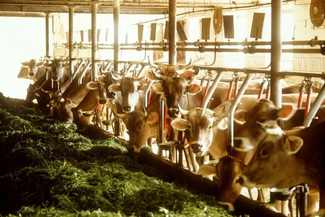 Rekayasa Genetik Sapi di China, Akhiri Impor Daging