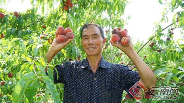 500 Hektar Lebih Buah Persik Panen Raya di Desa Angqing-Image-3