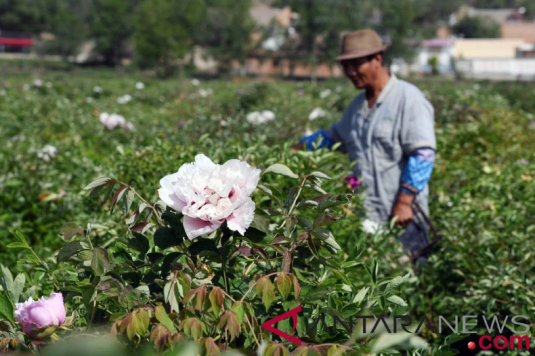 Teknologi Ini Bantu Petani Tingkatkan Pendapatan Sebuah Desa di Zhejiang-Image-1