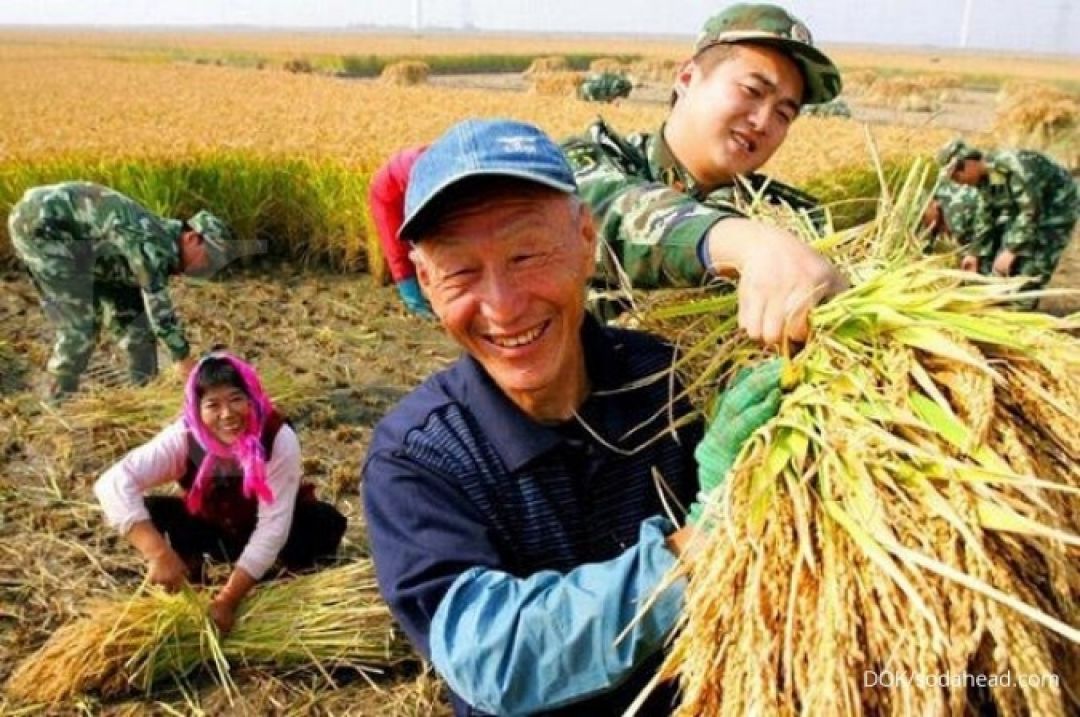 China Putuskan Memberi Asuransi di Sektor Pertanian-Image-1