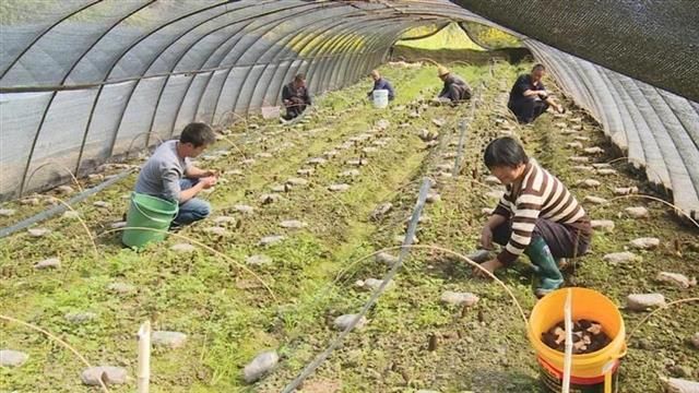 Jamur Morel yang Membuat Kehidupan Warga Desa di China Lebih Baik-Image-1