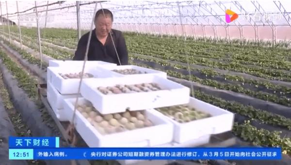 Stroberi Berwarna-warni yang Populer di Qingdao China-Image-4