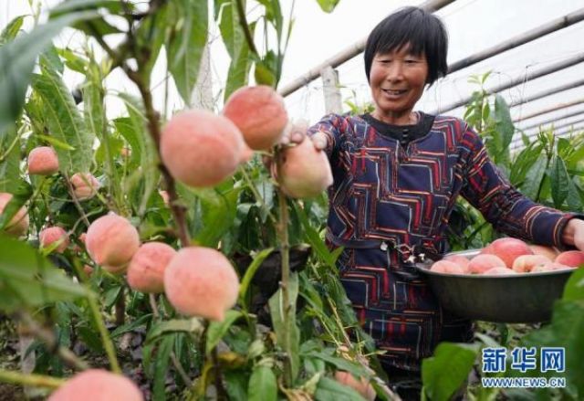POTRET: Para Petani Memetik Buah Persik di Rumah Kaca Xinzhai-Image-1