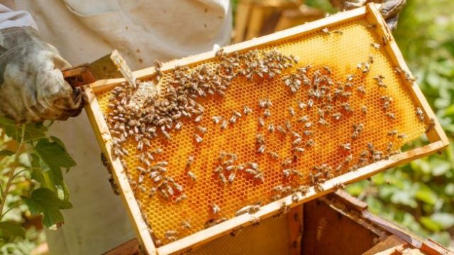 Cerita Petani Lebah di Distrik Miyun yang Berpenghasilan 380 Ribu Yuan-Image-1