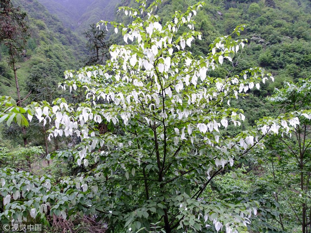 Kenali Pohon-pohon Asli China-Image-3