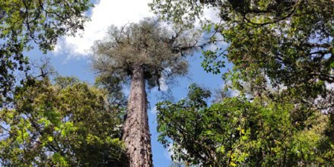 Ditemukan Pohon Tertinggi di China, 76,8 Meter-Image-1