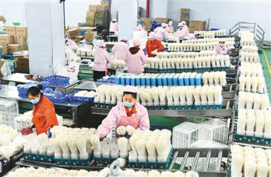 Produksi Jamur Konsumsi di Guizhou-Image-1