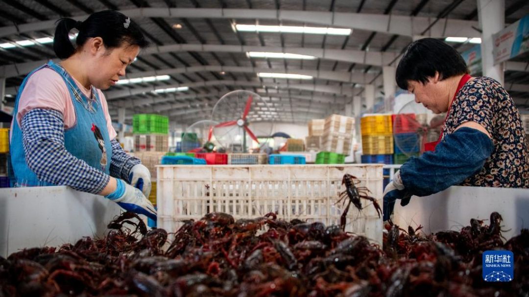 Industri Udang Booming di Hubei-Image-3