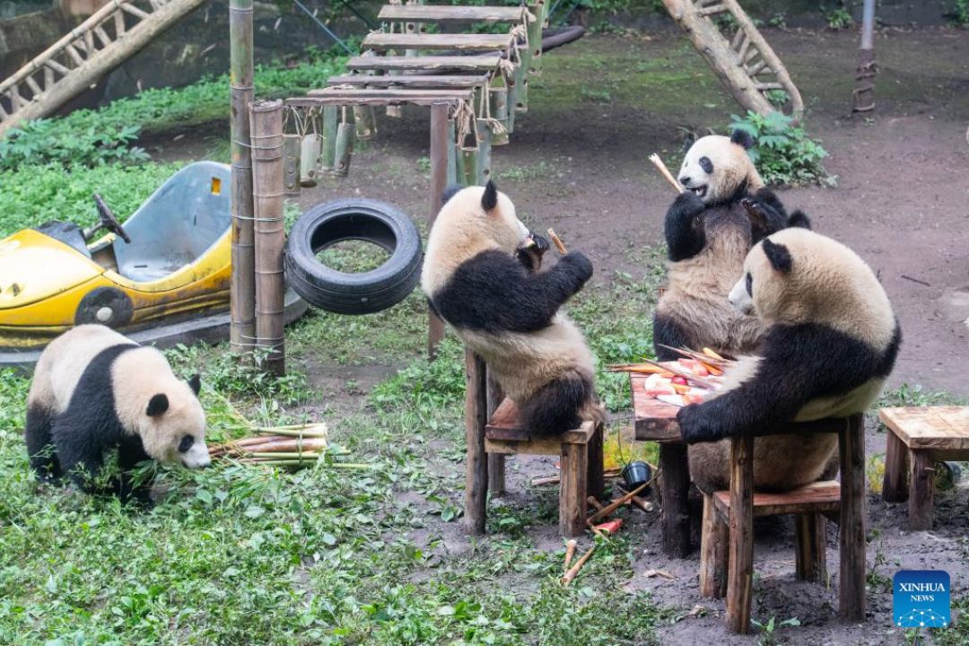 POTRET: Perayaan Ulang Tahun Panda di Kebun Binatang Chongqing-Image-8