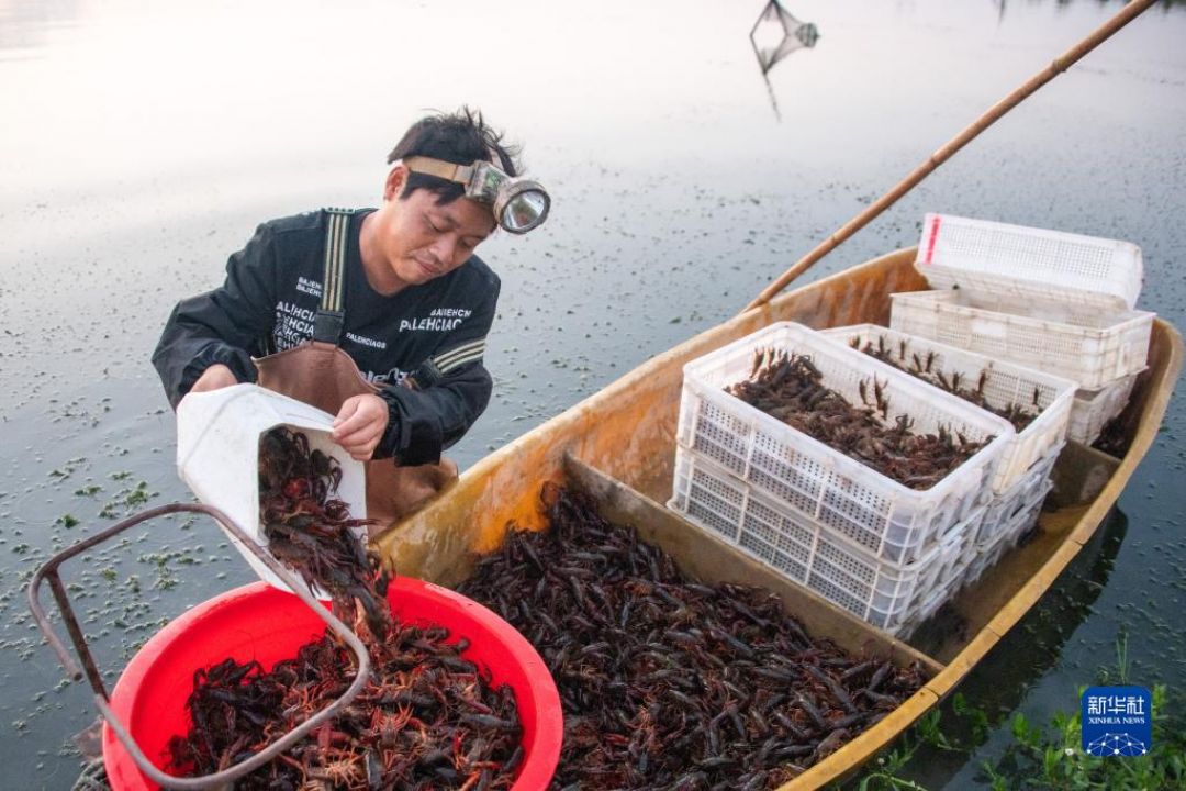 Industri Udang Booming di Hubei-Image-2