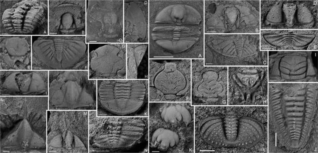 Ilmuwan China Teliti Fosil Trilobita-Image-1