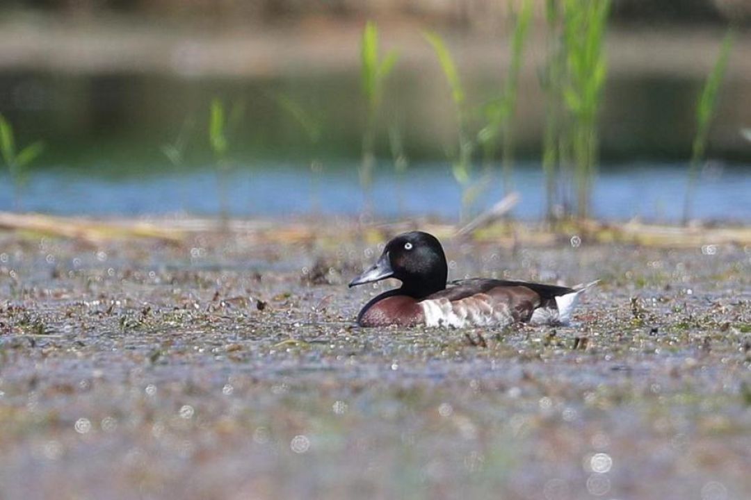 Jenis Bebek Nyaris Punah Nyelam di Hebei-Image-1