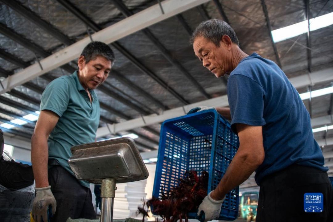 Industri Udang Booming di Hubei-Image-1