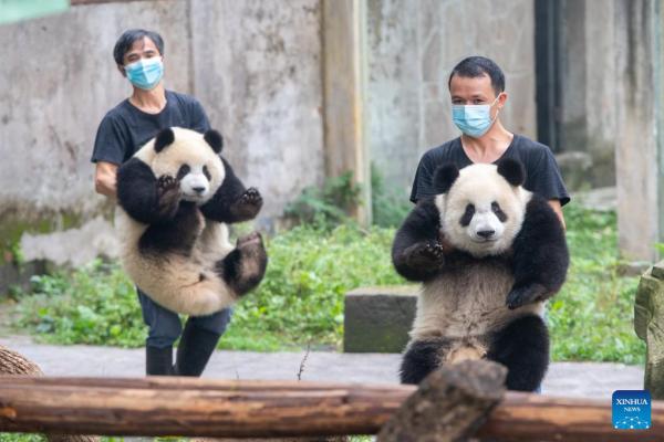 POTRET: Perayaan Ulang Tahun Panda di Kebun Binatang Chongqing-Image-7