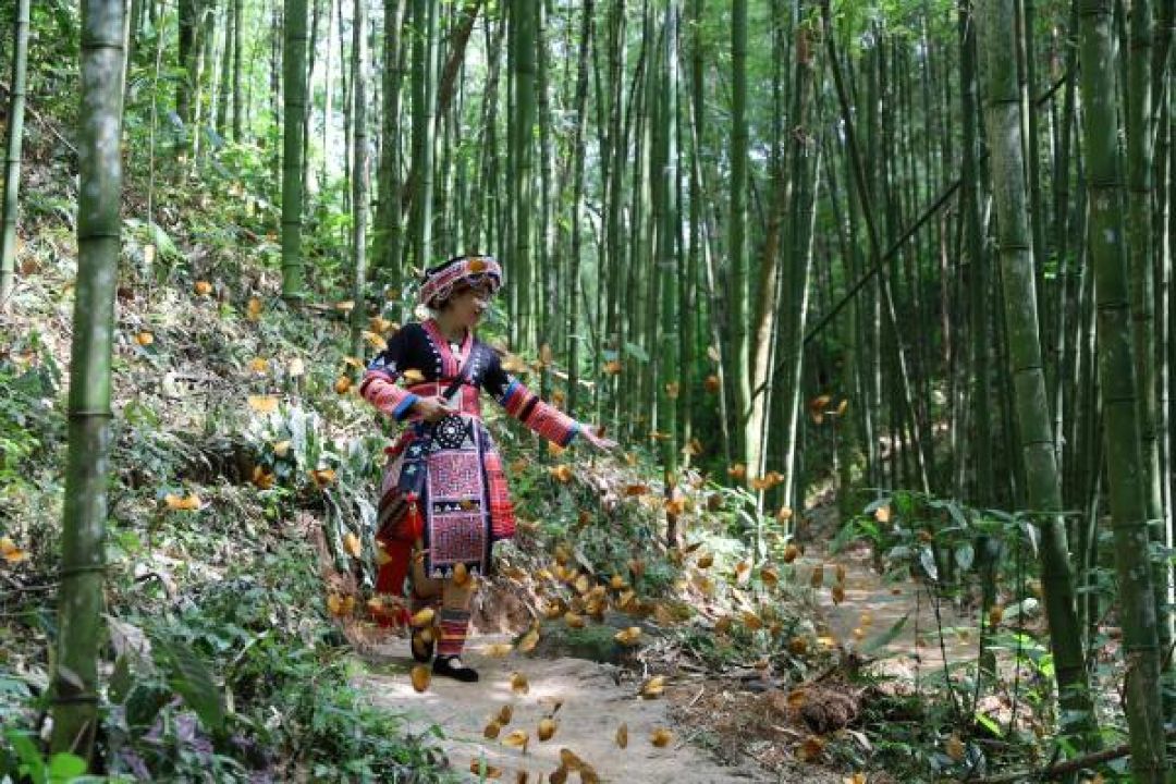 Ratusan Juta Kupu 'Menari' di Lembah Yunnan-Image-1