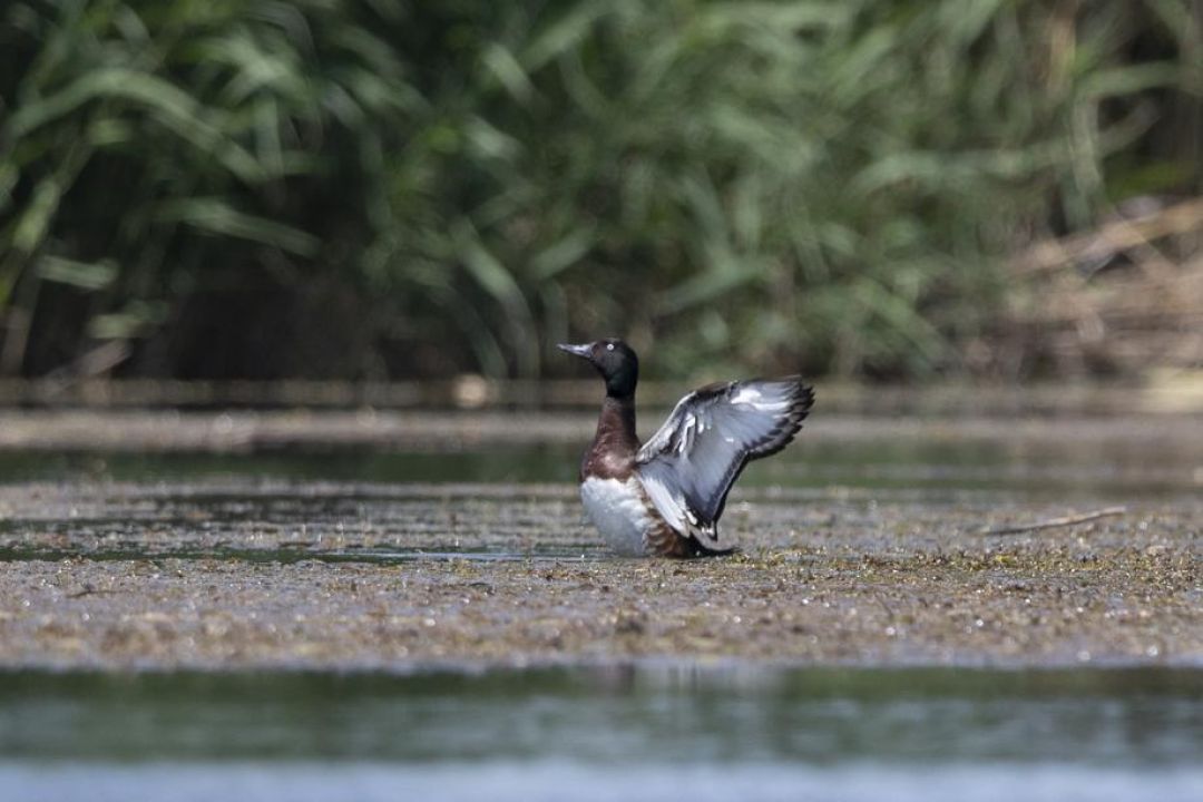 Jenis Bebek Nyaris Punah Nyelam di Hebei-Image-3