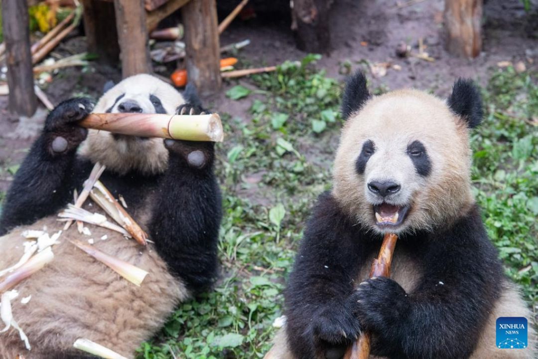 POTRET: Perayaan Ulang Tahun Panda di Kebun Binatang Chongqing-Image-9