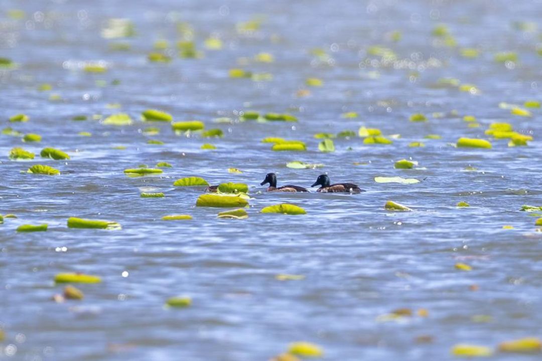 Jenis Bebek Nyaris Punah Nyelam di Hebei-Image-5