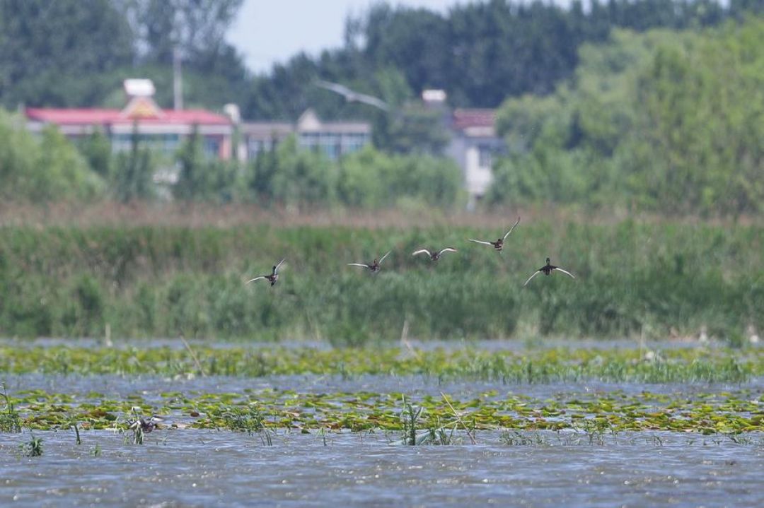 Jenis Bebek Nyaris Punah Nyelam di Hebei-Image-4