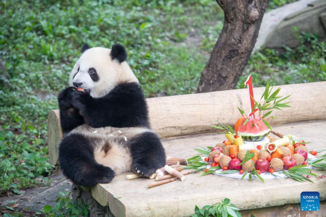 POTRET: Perayaan Ulang Tahun Panda di Kebun Binatang Chongqing-Image-5