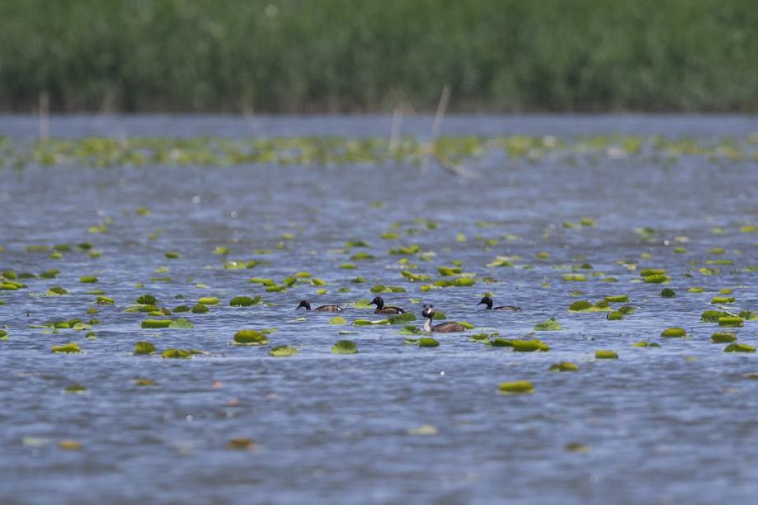 Jenis Bebek Nyaris Punah Nyelam di Hebei-Image-6