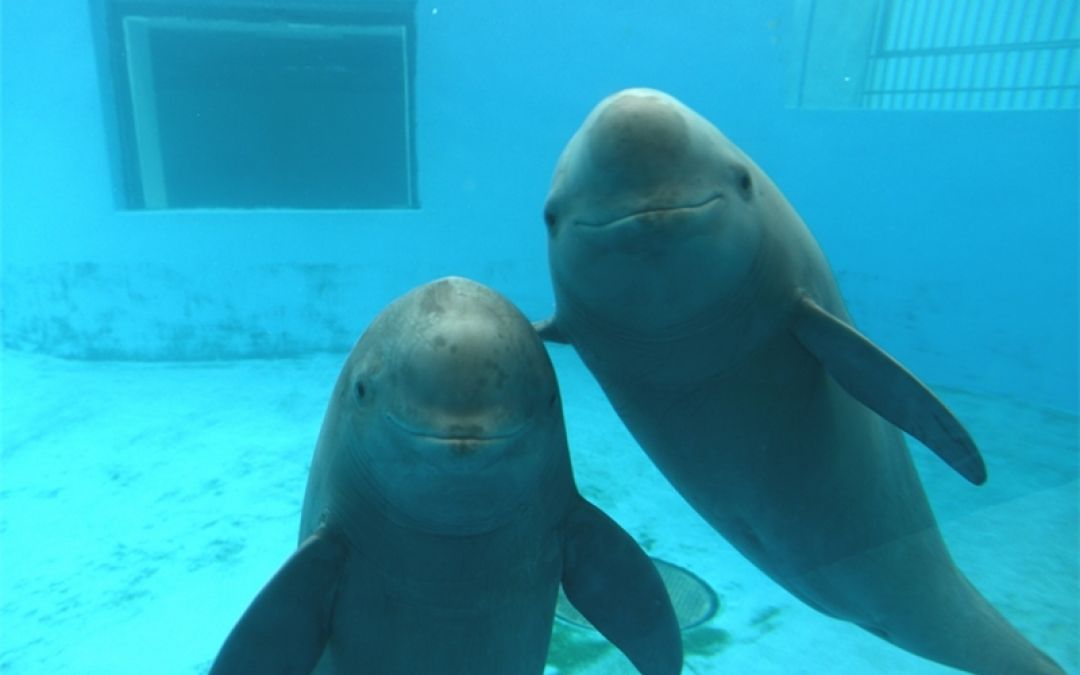Lumba-lumba Tanpa Sirip Yangtze Melahirkan Bayi Keduanya-Image-2
