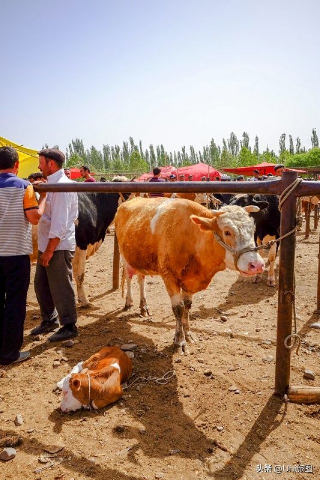 Pasar Sapi dan Domba Gambarkan Kehidupan di Xinjiang-Image-5