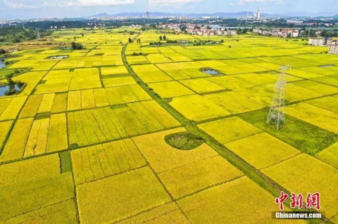 Setiap Negara Punya Festival Panen, China Maupun di Barat, Apa Persamaannya?-Image-2