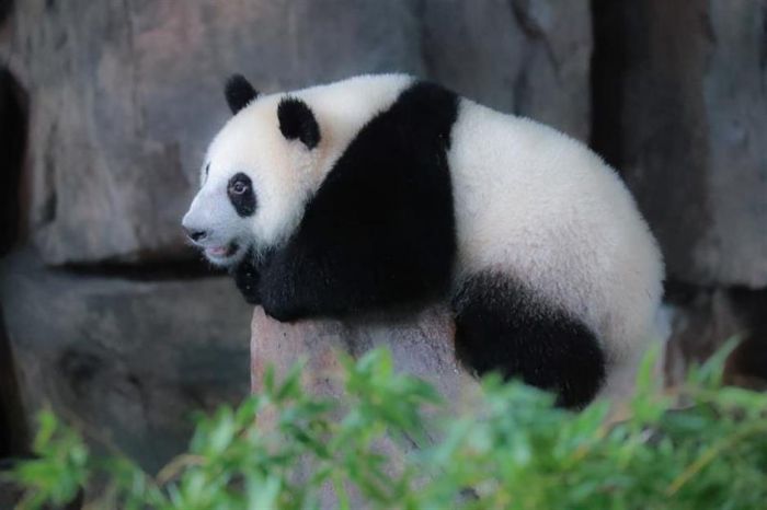 Anak Panda Menantikan Nama dari Saran Publik-Image-2