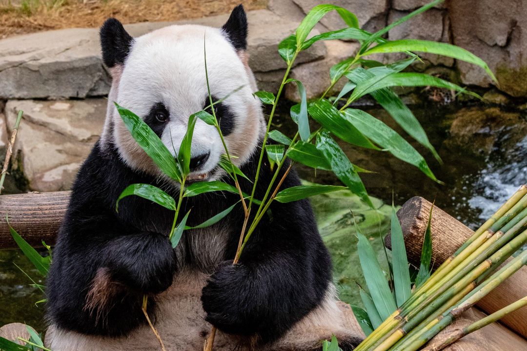 10 Fakta Menarik tentang Panda-Image-1